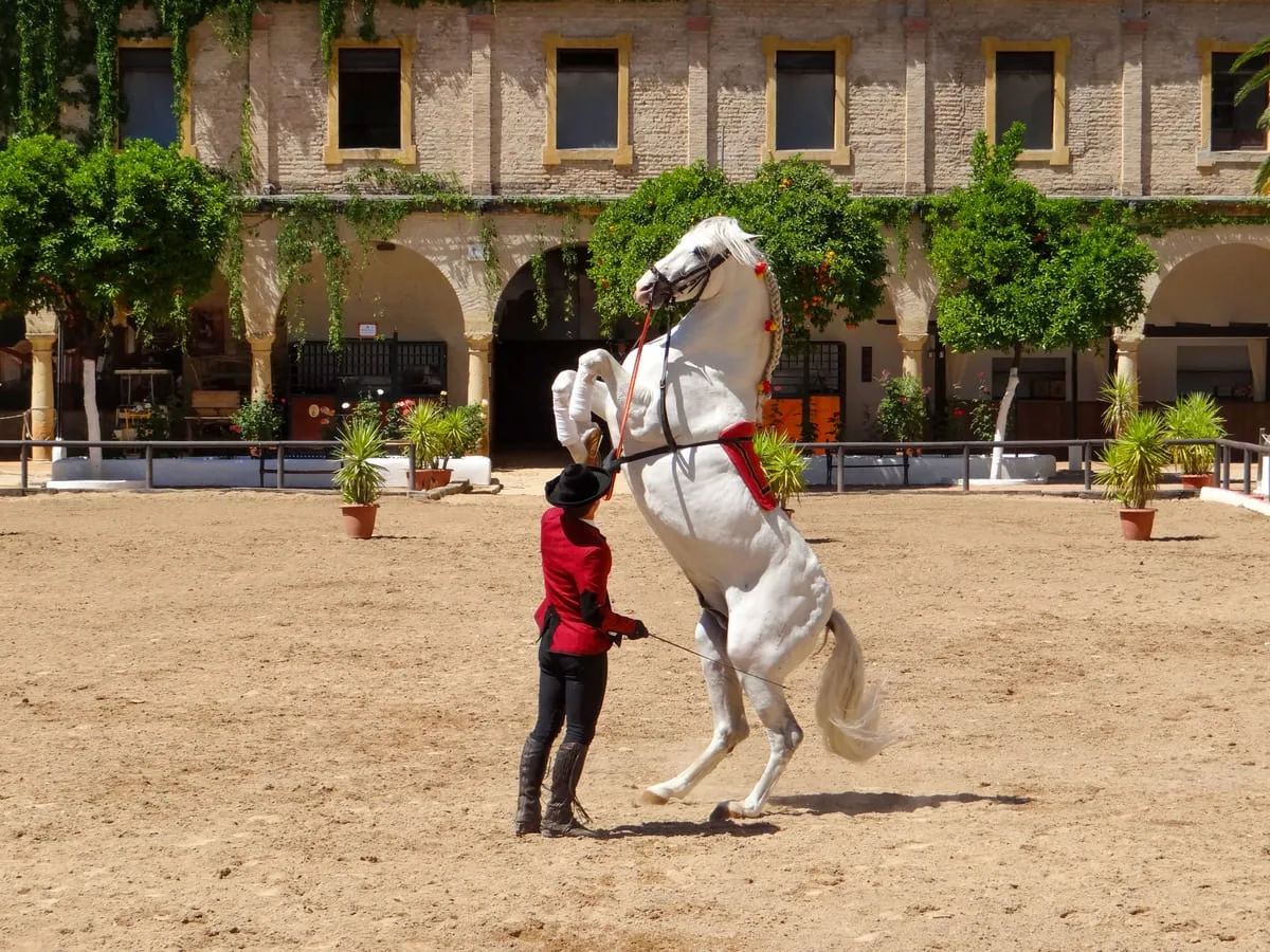 Pferdedressur in Jerez de la Frontera